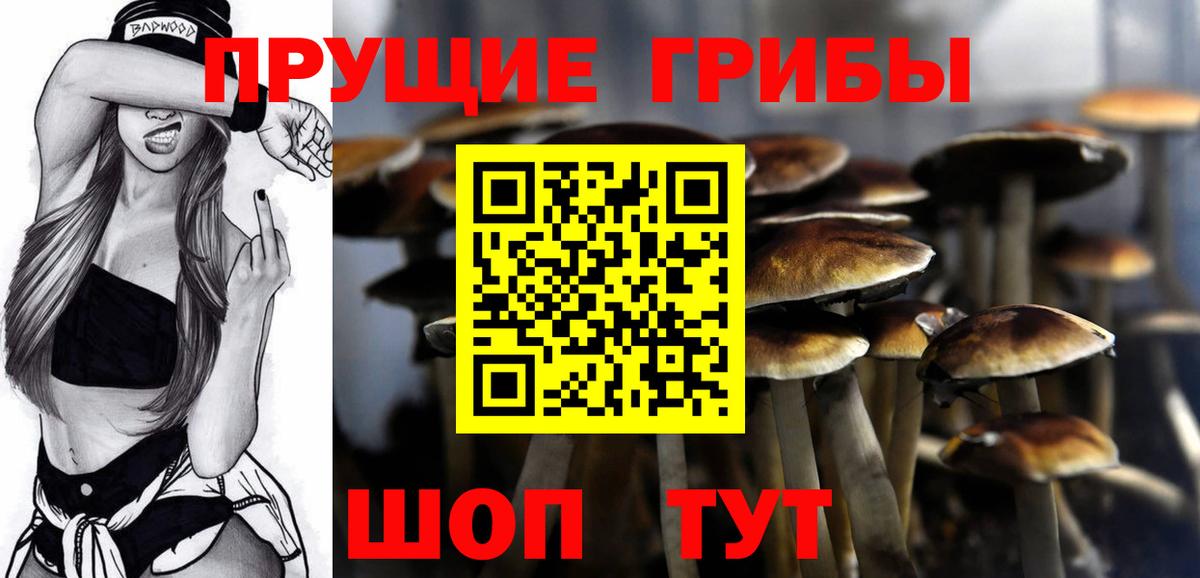 Псилоцибиновые грибы Psilocybe Димитровград